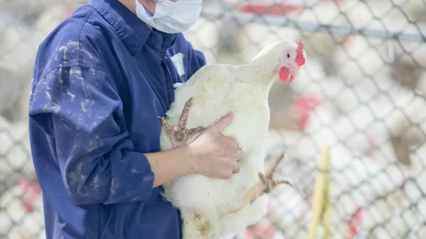 Pluimveebedrijf Met Vleeskuikens Fokker Kip Veeteelt Huisvesting Van Bedrijven Met — Stockfoto