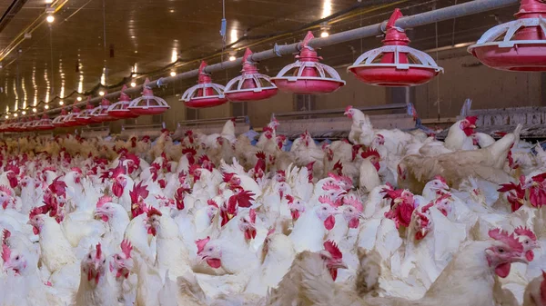 Poultry farm with broiler breeder chicken. Husbandry, housing business for the purpose of farming meat, White chicken Farm feed in indoor housing. Live chicken for meat, egg production inside storage