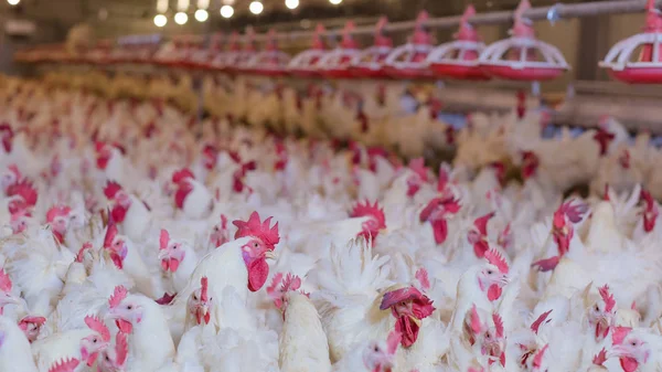 Peternakan Unggas Dengan Ayam Broiler Peternak Suami Bisnis Perumahan Untuk — Stok Foto