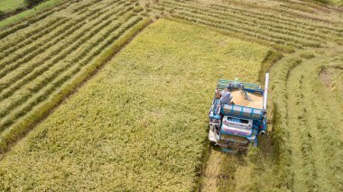 Pirinç ile çiftçi hasat mevsimi çiftlikte birleştirmek biçerdöver ve pirinç alan plantasyon model traktör. Uçak kuş bakışı kırsal Tayland üzerinden tarafindan fotograf.