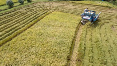 Pirinç ile çiftçi hasat mevsimi çiftlikte birleştirmek biçerdöver ve pirinç alan plantasyon model traktör. Uçak kuş bakışı kırsal Tayland üzerinden tarafindan fotograf.