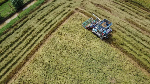 Rice farm on harvesting season by farmer with combine harvesters and tractor on Rice field plantation pattern. photo by drone from bird eye view in countryside Thailand.