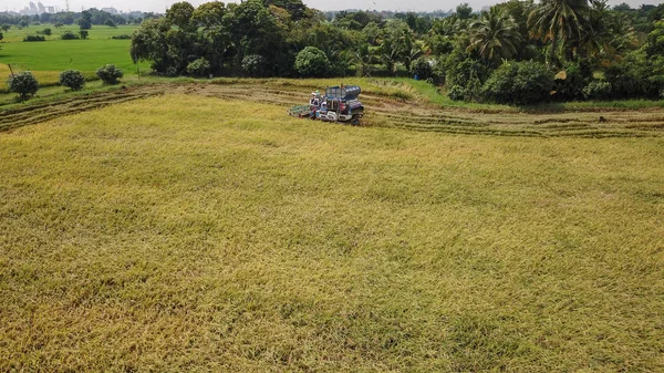 Rice farm on harvesting season by farmer with combine harvesters and tractor on Rice field plantation pattern. photo by drone from bird eye view in countryside Thailand.