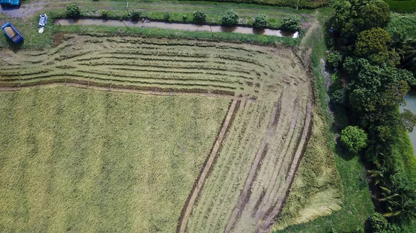 Fazenda Arroz Época Colheita Pelo Agricultor Com Colheitadeiras Trator Padrão — Fotografia de Stock