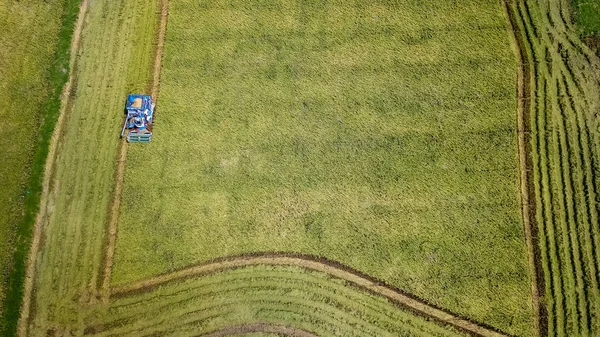 Granja Arroz Temporada Cosecha Por Agricultor Con Cosechadoras Combinadas Tractor — Foto de Stock