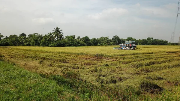 稲作農家で収穫のシーズンには収穫しライス フィールド プランテーション パターンにトラクターを組み合わせます タイの田舎で鳥の目のビューから無人機による写真 — ストック写真