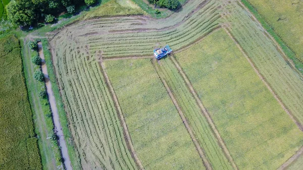 Fazenda Arroz Época Colheita Pelo Agricultor Com Colheitadeiras Trator Padrão — Fotografia de Stock
