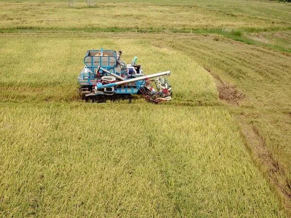 Rizs Farm Mezőgazdasági Termelő Betakarítási Szezonban Kombájnok Traktor Rizs Mező — Stock Fotó