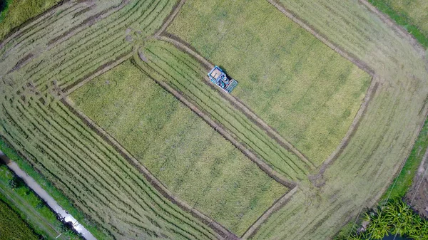 Rice Farm Harvesting Season Farmer Combine Harvesters Tractor Rice Field — Stock Photo, Image