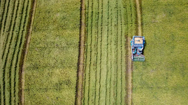 Ferme Riz Sur Saison Récolte Par Agriculteur Avec Moissonneuses Batteuses — Photo