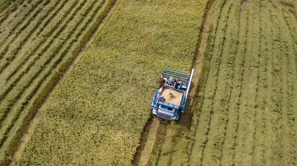 农户收割季节与联合收割机 拖拉机相结合的稻田种植模式 泰国乡村鸟瞰图 — 图库照片