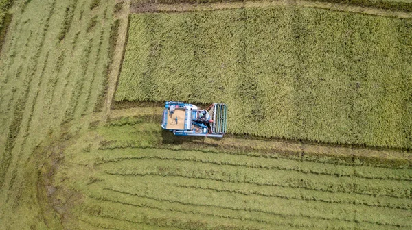 Granja Arroz Temporada Cosecha Por Agricultor Con Cosechadoras Combinadas Tractor — Foto de Stock