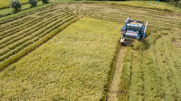 Granja Arroz Temporada Cosecha Por Agricultor Con Cosechadoras Combinadas Tractor — Foto de Stock