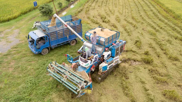 Granja Arroz Temporada Cosecha Por Agricultor Con Cosechadoras Combinadas Tractor — Foto de Stock