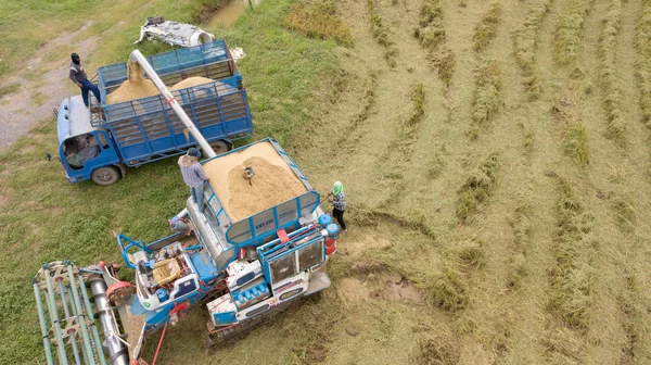 Hodowli Ryżu Sezon Zbioru Przez Rolnika Łączą Kombajnów Ciągników Wzór — Zdjęcie stockowe