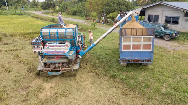 Granja Arroz Temporada Cosecha Por Agricultor Con Cosechadoras Combinadas Tractor — Foto de Stock