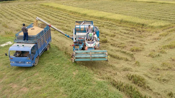 Granja Arroz Temporada Cosecha Por Agricultor Con Cosechadoras Combinadas Tractor — Foto de Stock