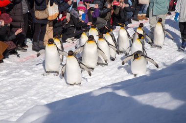 Asahiyama Hayvanat Bahçesi, Asahikawa, Hokkaido, Japonya - Şubat 2018: Penguenler geçit açık tarafından egzersiz her kış mevsiminde Turizm göstermek görmek için bekleyen bir sürü ile yürüyüş