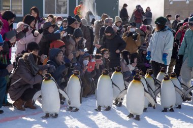 Asahiyama Hayvanat Bahçesi, Asahikawa, Hokkaido, Japonya - Şubat 2018: Penguenler geçit açık tarafından egzersiz her kış mevsiminde Turizm göstermek görmek için bekleyen bir sürü ile yürüyüş
