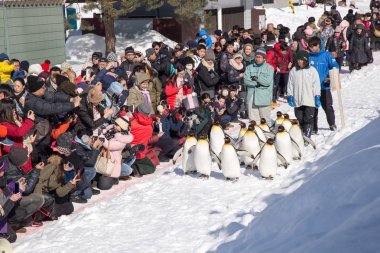 Asahiyama Hayvanat Bahçesi, Asahikawa, Hokkaido, Japonya - Şubat 2018: Penguenler geçit açık tarafından egzersiz her kış mevsiminde Turizm göstermek görmek için bekleyen bir sürü ile yürüyüş