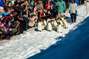 Asahiyama Hayvanat Bahçesi, Asahikawa, Hokkaido, Japonya - Şubat 2018: Penguenler geçit açık tarafından egzersiz her kış mevsiminde Turizm göstermek görmek için bekleyen bir sürü ile yürüyüş