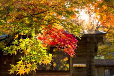 Yeşillik ile Japonya ağaçlarda sonbahar yaprakları düşer. Karuizawa dağ tatil beldesi ise bir alışveriş caddesi ili Nagano, Japonya