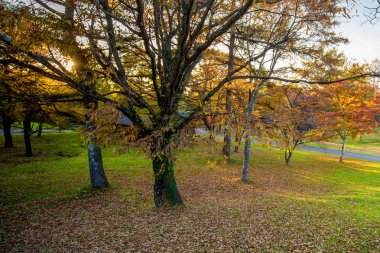 Yeşillik ile Japonya ağaçlarda sonbahar yaprakları düşer. Karuizawa dağ tatil beldesi ise bir alışveriş caddesi ili Nagano, Japonya