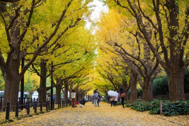 Meiji Jingu Gaien Park (Meiji Jingu Gaien) Ginkgo sokak caddede güzel sonbahar yaprakları Tokyo, Japonya (çiçeği her Kasım için en ünlü yerlerden biri)