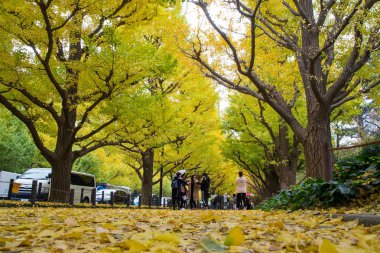 Meiji Jingu Gaien Park (Meiji Jingu Gaien) Ginkgo sokak caddede güzel sonbahar yaprakları Tokyo, Japonya (çiçeği her Kasım için en ünlü yerlerden biri)