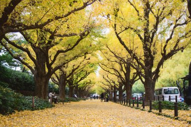 Meiji Jingu Gaien Park (Meiji Jingu Gaien) Ginkgo sokak caddede güzel sonbahar yaprakları Tokyo, Japonya (çiçeği her Kasım için en ünlü yerlerden biri)