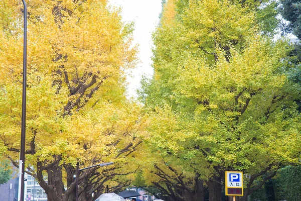 Meiji Jingu Gaien Park Meiji Jingu Gaien Ginkgo Sokak Caddede — Stok fotoğraf