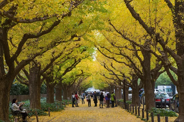 Meiji Jingu Gaien Park Meiji Jingu Gaien Ginkgo Sokak Caddede — Stok fotoğraf