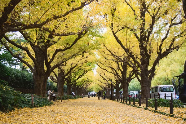 Meiji Jingu Gaien Park (Meiji Jingu Gaien) Ginkgo sokak caddede güzel sonbahar yaprakları Tokyo, Japonya (çiçeği her Kasım için en ünlü yerlerden biri)