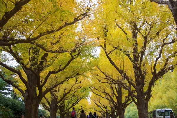 Avenida Rua Ginkgo Meiji Jingu Gaien Park Meiji Jingu Gaien — Fotografia de Stock