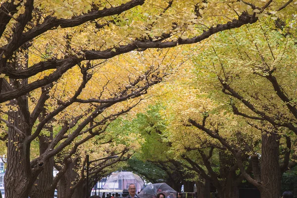 Meiji Jingu Gaien Park Meiji Jingu Gaien Ginkgo Sokak Caddede — Stok fotoğraf