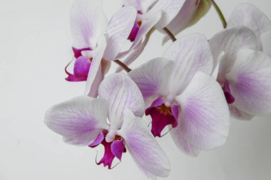 Renkli Cymbidium çiçek orkide ailesindeki 52 yaprak dökmeyen türleri bir cinsidir