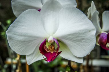 Renkli Cymbidium çiçek orkide ailesindeki 52 yaprak dökmeyen türleri bir cinsidir