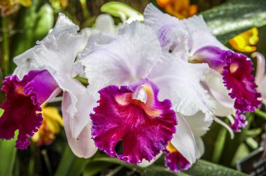 Renkli Cymbidium çiçek orkide ailesindeki 52 yaprak dökmeyen türleri bir cinsidir