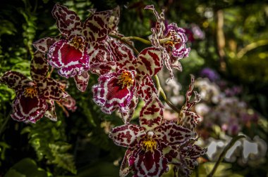 Renkli Cymbidium çiçek orkide ailesindeki 52 yaprak dökmeyen türleri bir cinsidir