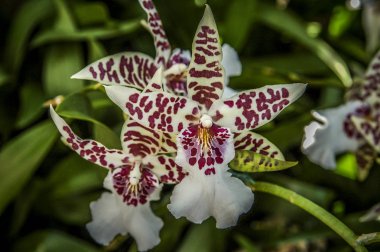 Renkli Cymbidium çiçek orkide ailesindeki 52 yaprak dökmeyen türleri bir cinsidir