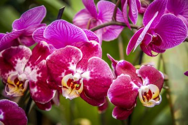 Renkli Cymbidium çiçek orkide ailesindeki 52 yaprak dökmeyen türleri bir cinsidir