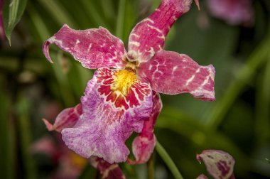 Renkli Cymbidium çiçek orkide ailesindeki 52 yaprak dökmeyen türleri bir cinsidir