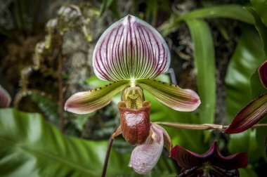 Renkli Cymbidium çiçek orkide ailesindeki 52 yaprak dökmeyen türleri bir cinsidir