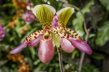 Renkli Cymbidium çiçek orkide ailesindeki 52 yaprak dökmeyen türleri bir cinsidir