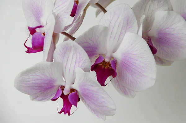 Fleur Cymbidium Colorée Est Genre Espèces Feuilles Persistantes Famille Des — Photo