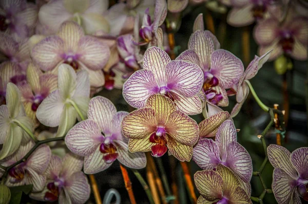 Kleurrijke Bloem Van Cymbidium Een Geslacht Van Altijdgroene Soorten Orchideeënfamilie — Stockfoto