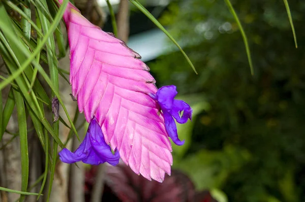 Цветок Цимбидиума Род Вечнозеленых Видов Семействе Орхидей — стоковое фото