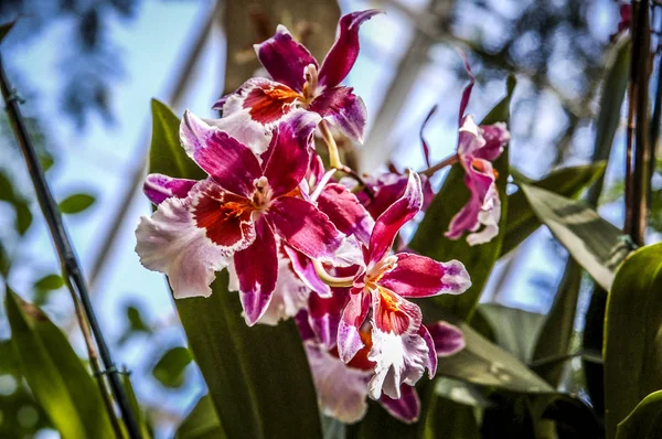 Färgglada Cymbidium Blomma Ett Släkte Vintergröna Arter Familjen Orchid — Stockfoto