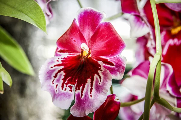 Färgglada Cymbidium Blomma Ett Släkte Vintergröna Arter Familjen Orchid — Stockfoto