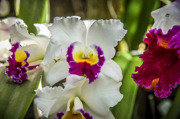 Színes Cymbidium Virág Nemzetség Orchidea Család Örökzöld Fajok — Stock Fotó